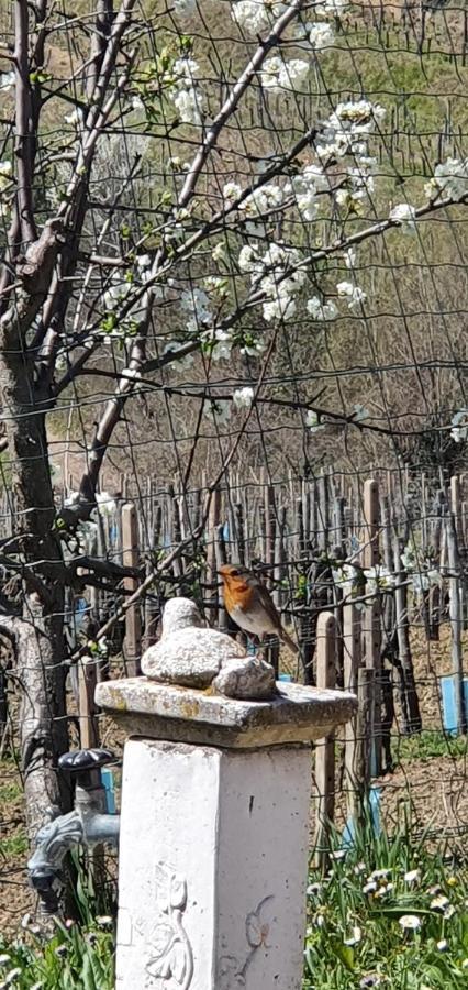 Casaroman San Floriano del Collio Bagian luar foto